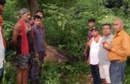 बिजली तार की चपेट में आने से मवेशी की मौत