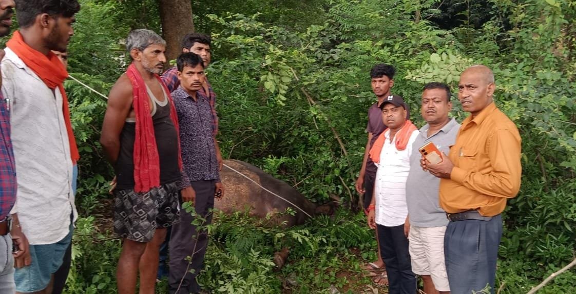 बिजली तार की चपेट में आने से मवेशी की मौत