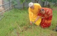 पत्रकार के पिता ने शादी की 50 वीं सालगिरह पर 50 पौधे को लगाए