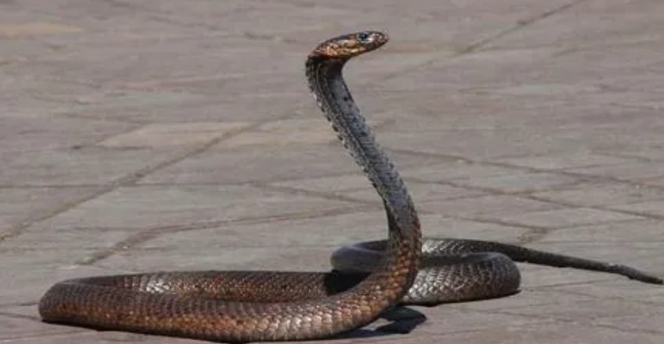 सांप के काटने से विधायक आलोक चौरसिया के दो नाती समेत तीन की मौत,दो की हालत गंभीर