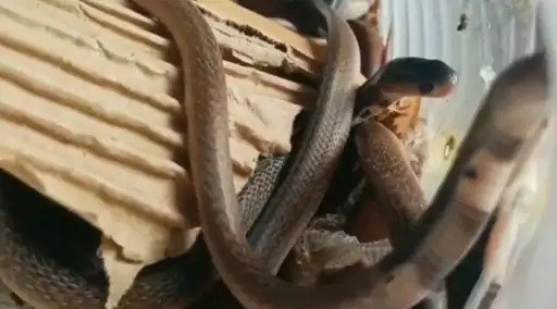 पाकुड़ में सांप के 42 बच्चों का सुरक्षित रेस्क्यू