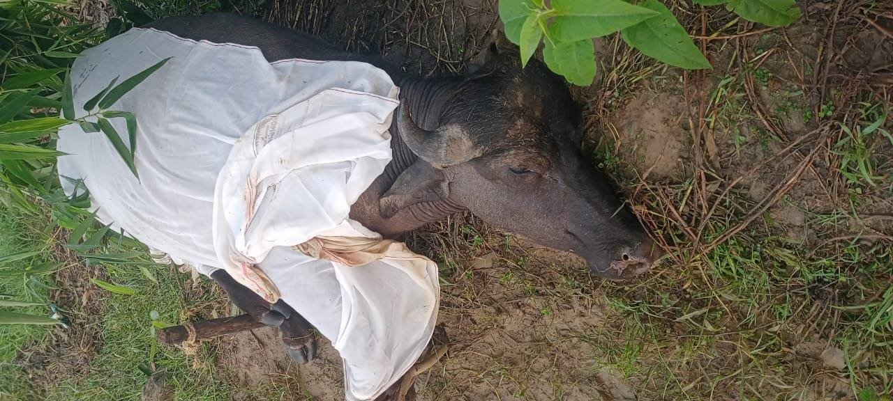 वज्रपात से दो किसानों की मवेशियों की मौत,मुआवजे की मांग