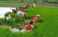 निहुर निहुर रोपे धान गोरिया रिमझिम रिमझिम बरसे रे बदरिया