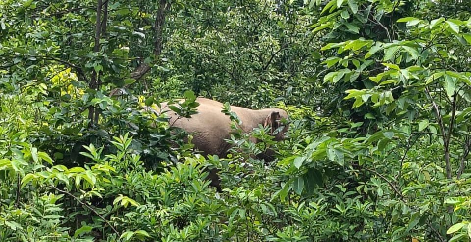 पतरातू-खलारी मुख्य मार्ग से गुजरने वाले, सावधानी से यात्रा करें,हाथियों का झुंड कर रहा विचारण