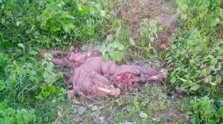हाथियों के झुंड ने जनियामारा जंगल में एक व्यक्ति को कुचलकर मार डाला