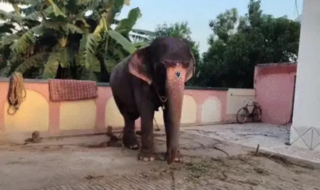 पलामू से गायब एक करोड़ की हथिनी छपरा से बरामद