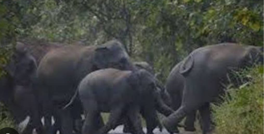 बोकारो जिला के जगेश्वर थाना क्षेत्र के तिलैया गांव में हाथियों का आतंक