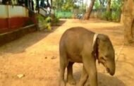 लातेहार में हाथी के बच्चे का शव मिला,वन विभाग करा रहा पोस्टमार्टम