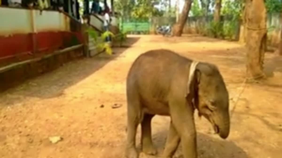 लातेहार में हाथी के बच्चे का शव मिला,वन विभाग करा रहा पोस्टमार्टम