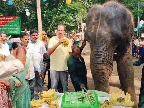 दलमा की पालतू हथिनी रजनी का 16वां जन्मदिन मनाया गया