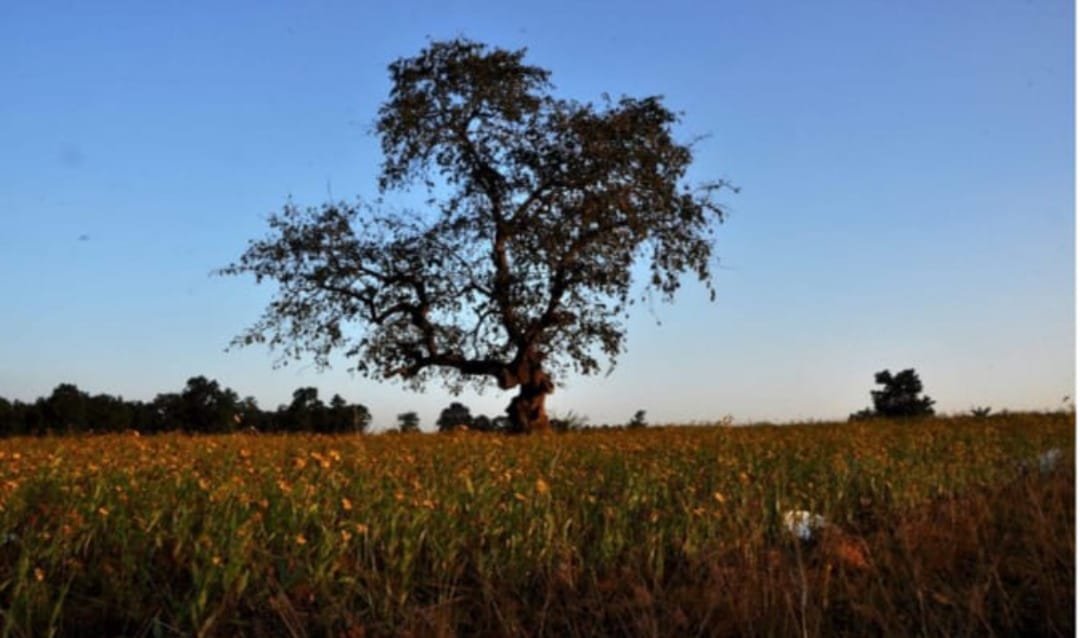 झारखंड से दो दिन में विदा लेगा मानसून,अब दस्तक देगी ठंड