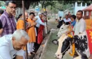 रामगढ़ गौशाला में धूमधाम से की गई गौ माता की पूजा, गोपाष्टमी महोत्सव स्थगित
