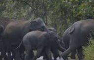 हाथियों के झुंड ने बोकारो जिला के जगेश्वर क्षेत्र में मचाया उत्पात, एक की मौत
