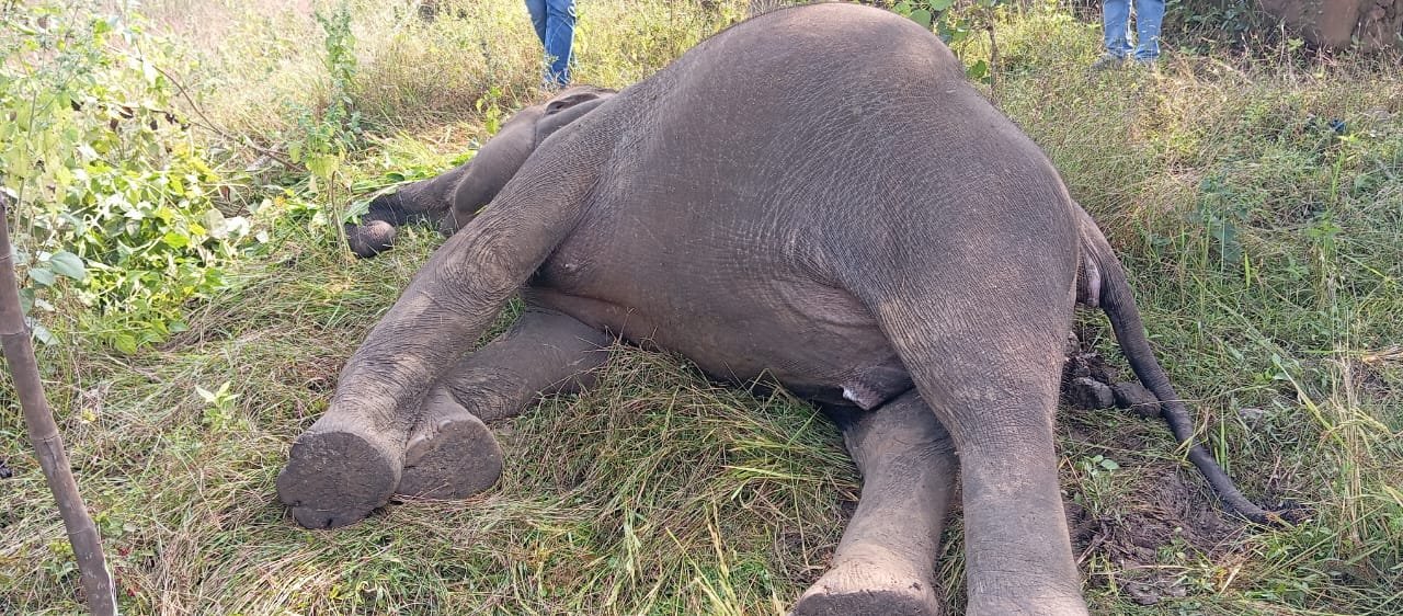 पलामू टाइगर रिजर्व में जंगली हाथी की मौत