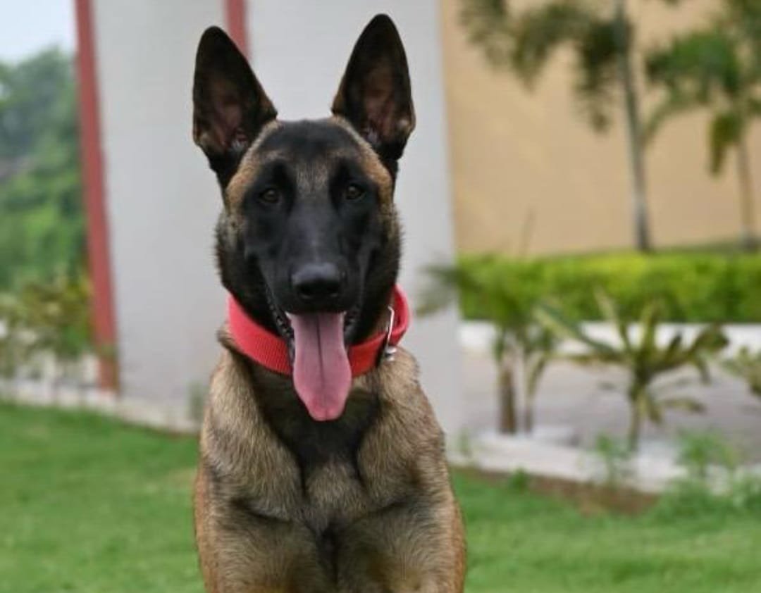 सारंडा जंगल में आईईडी ब्लास्ट, सीआरपीएफ का डॉग शहीद