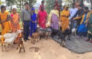 झारखंड स्टेट लाइवलीहुड प्रमोशन सोसाइटी पलाश द्वारा मुरपा गांव में बिरहोर समुदाय की छह महिलाओं को आजीविका हेतु बकरियों का वितरण