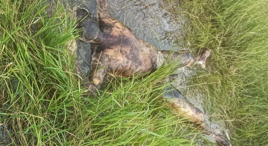 पालू जंगल में अज्ञात व्यक्ति का मिला शव