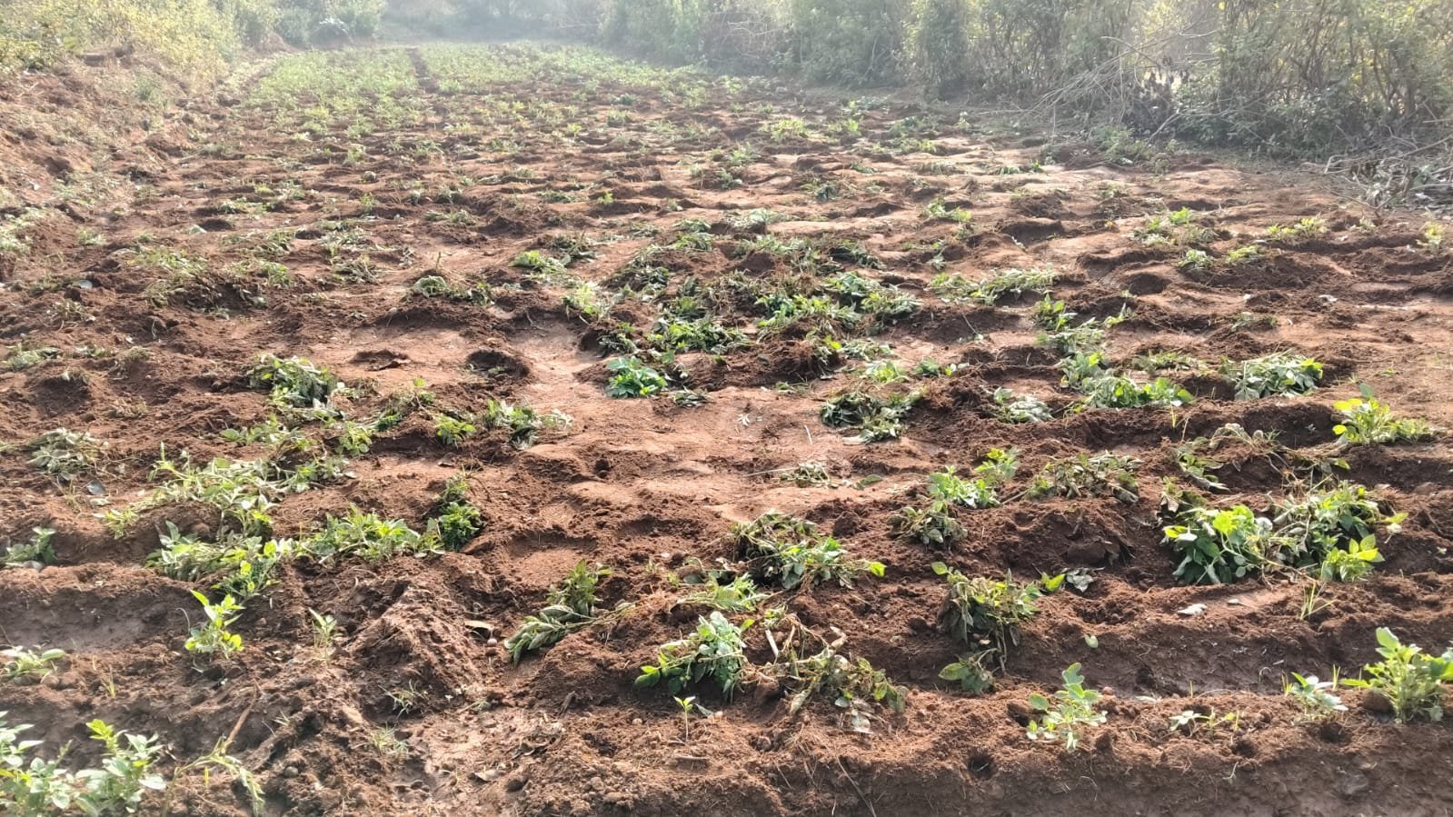 हाथियों के झुंड में फसलों को किया नुकसान, ग्रामीणों में दहशत