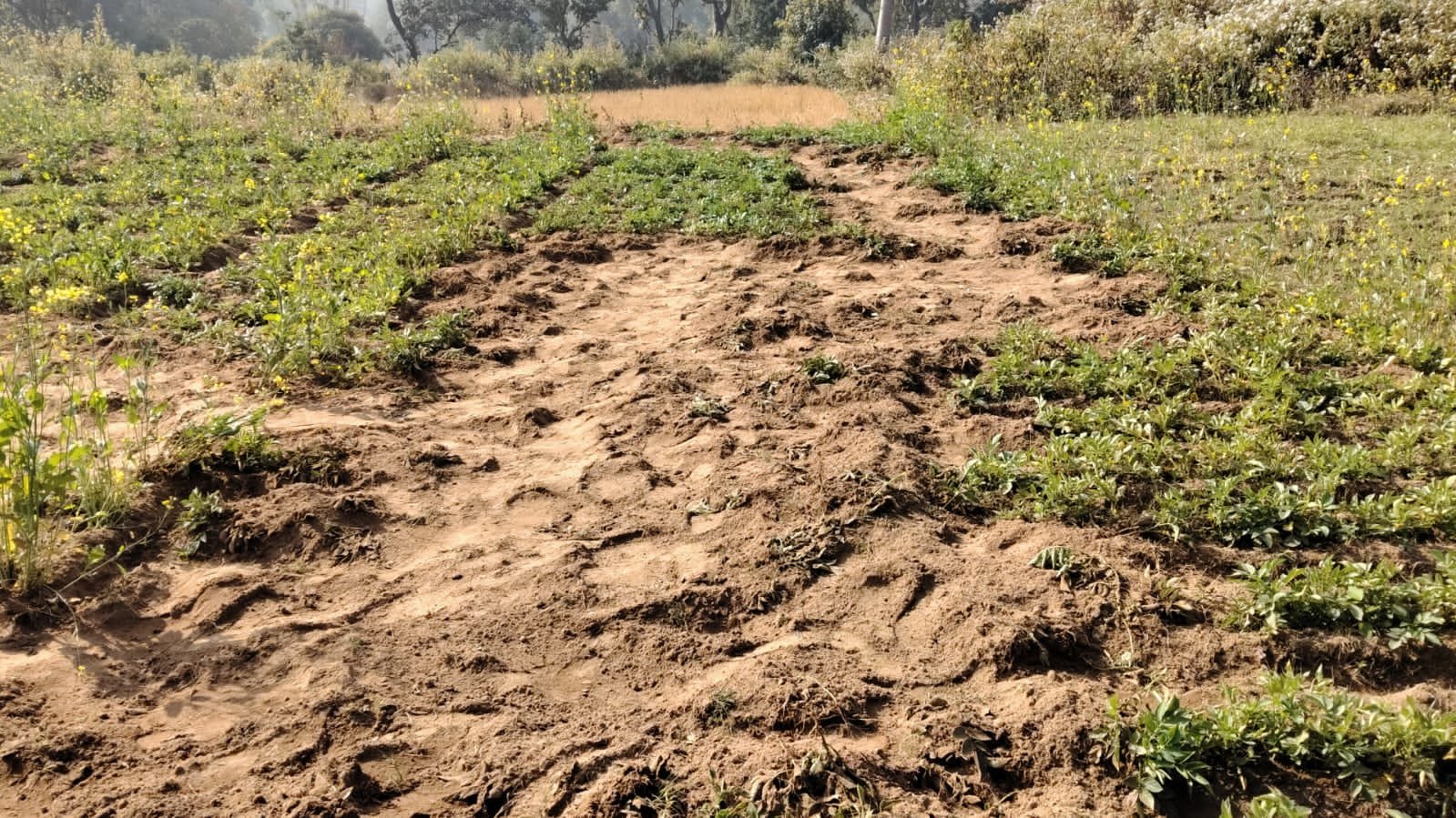 हाथियों की टोली कच्चूदाग गांव में घुसकर जमकर मचाया उत्पाद फसलों को क्या नष्ट