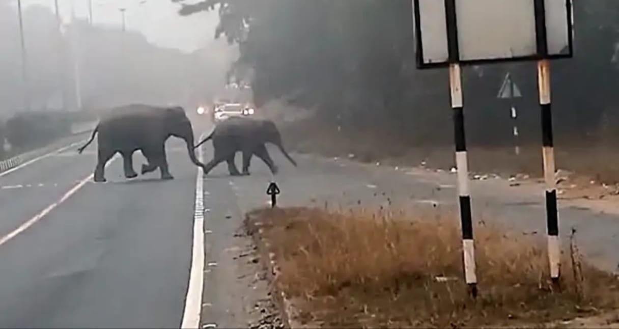 रामगढ़ जिला में हाथियों का भारी उत्पात,लोग दहशत में