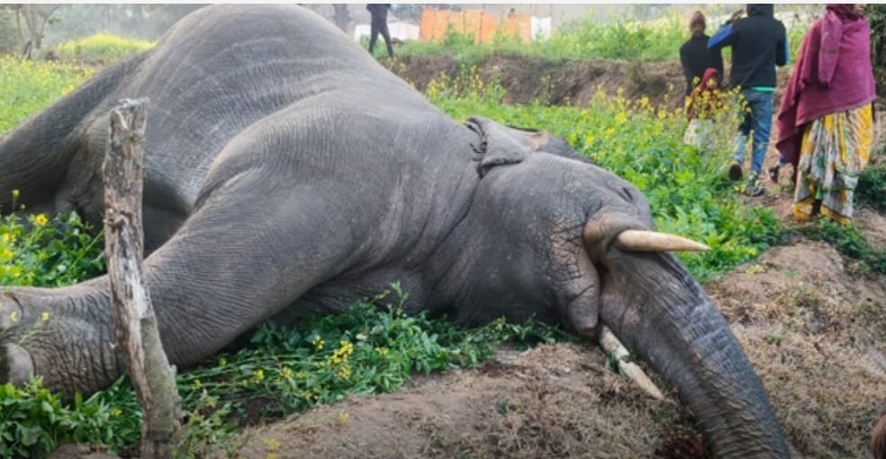 रामगढ़ जिला के गोला में रहस्यमय ढंग से हाथी की मौत,वन विभाग सतर्क