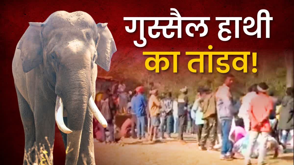 चाईबासा में 'खूनी हाथी' का तांडव, 22 मौतों के बाद भी रेस्क्यू विफल, ओडिशा ने वापस झारखंड खदेड़ा