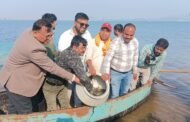 मत्स्य विभाग की ओर से पतरातू डैम में लाखों मछली के बीज का किया गया संचयन