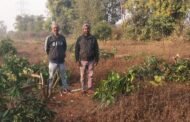 मनरेगा के तहत लगाये गये आम बगवानी में आम के पौधों को असमाजिक तत्वों ने काटा