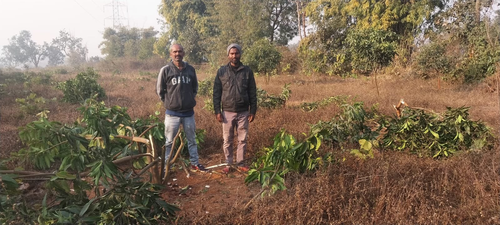मनरेगा के तहत लगाये गये आम बगवानी में आम के पौधों को असमाजिक तत्वों ने काटा