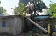 हल्की बारिश व तेज हवा से पुराना पेड़ घर पर गिरा, काफी नुकसान