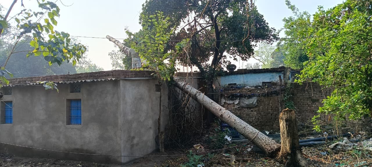 हल्की बारिश व तेज हवा से पुराना पेड़ घर पर गिरा, काफी नुकसान