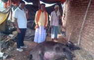 कुंदरुकला में वज्रपात से मवेशी की हुई मौत,आपदा प्रबंधन से किसान ने मुआवजा की मांग की