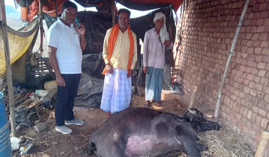 कुंदरुकला में वज्रपात से मवेशी की हुई मौत,आपदा प्रबंधन से किसान ने मुआवजा की मांग की