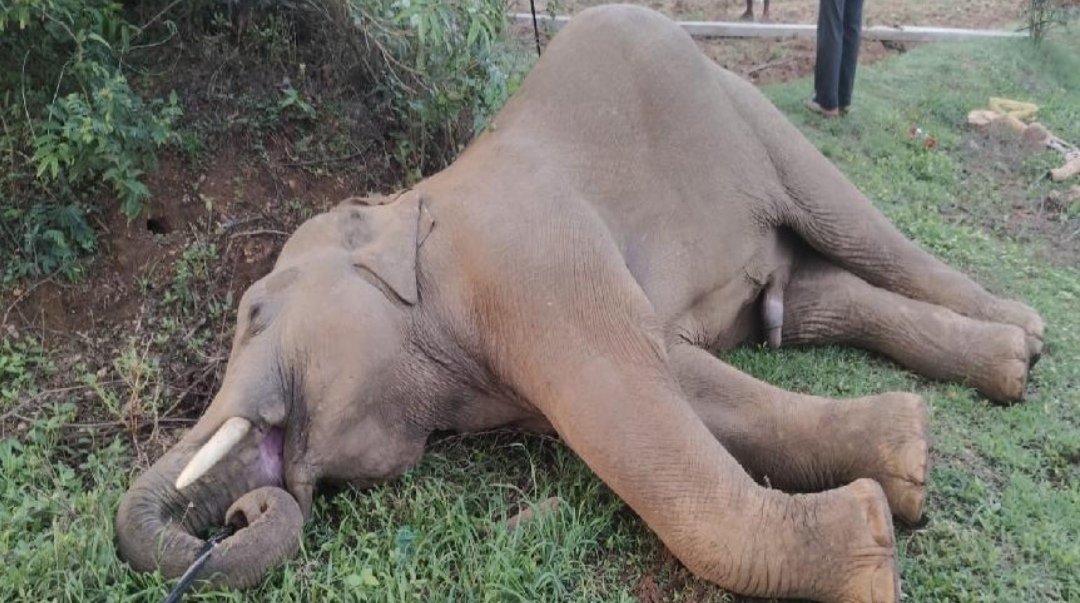 सरायकेला के कुकड़ू जंगल में जंगली हाथी की मौत,बिजली लगने से हुई मौत