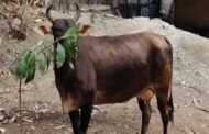 विश्व पर्यावरण दिवस पर लगाए गए पौधा बना पशुओं का आहार