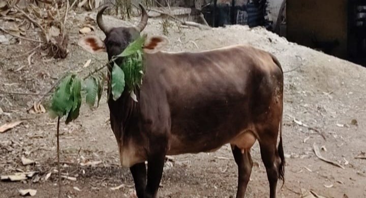विश्व पर्यावरण दिवस पर लगाए गए पौधा बना पशुओं का आहार