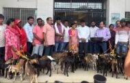 मुख्यमंत्री पशुधन योजना के तहत गोला में 18 लाभुकों के बीच बकरी एवं बतख का वितरण