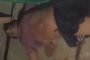रामगढ़:भुरकुंडा के दतो में अवैध मिनी गन फैक्ट्री का भंडाफोड़