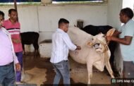 रामगढ़ जिले में एफएमडी टीकाकरण अभियान जारी