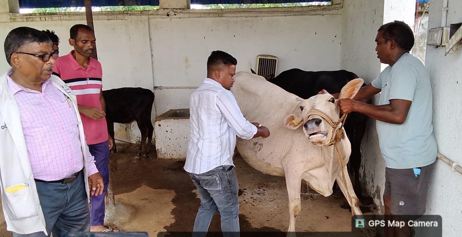 रामगढ़ जिले में एफएमडी टीकाकरण अभियान जारी