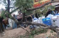 शहर के बिजुलिया मैं भीड़ वाले इलाके में गिरा पीपल का पेड़