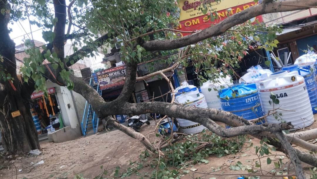 शहर के बिजुलिया मैं भीड़ वाले इलाके में गिरा पीपल का पेड़