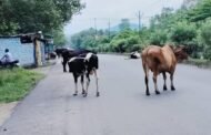 आवारा पशुओं का सड़कों पर विचरण करने से सडक दुर्घटना में हो रहा है इजाफा