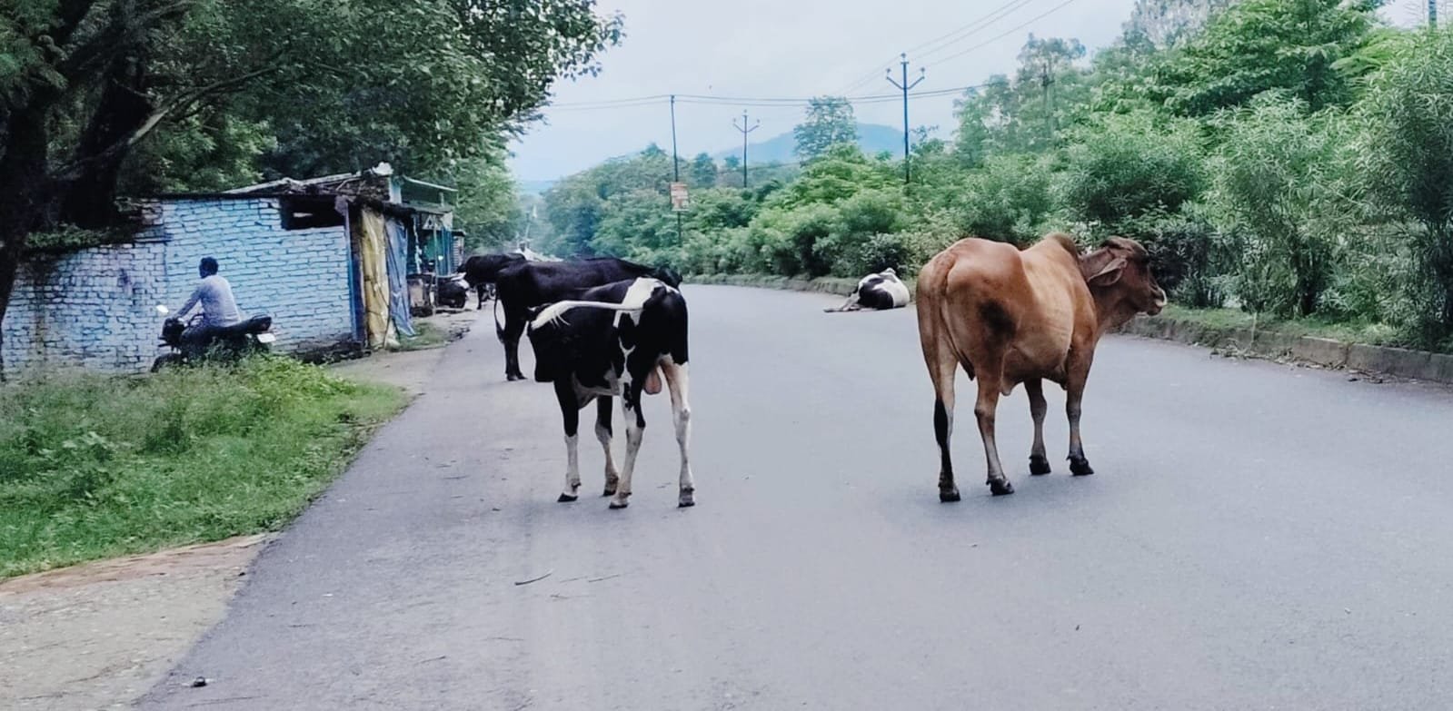 आवारा पशुओं का सड़कों पर विचरण करने से सडक दुर्घटना में हो रहा है इजाफा