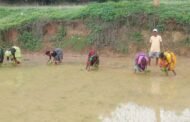 गांव गन्जायर देवी मंडय में पूजा-अर्चना के बाद महिलाओं ने पारंपरिक गीतों के बीच की धान रोपनी किया