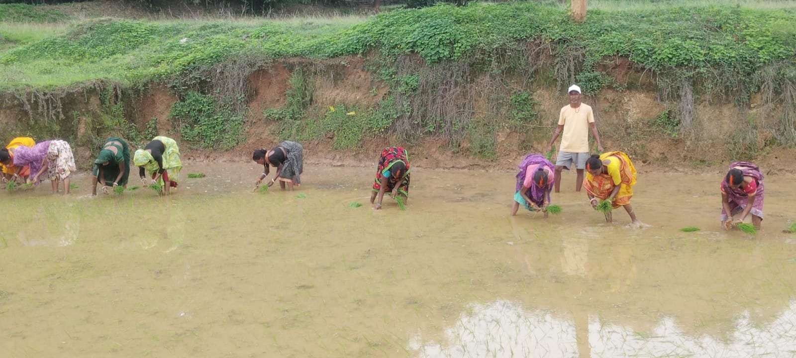 गांव गन्जायर देवी मंडय में पूजा-अर्चना के बाद महिलाओं ने पारंपरिक गीतों के बीच की धान रोपनी किया