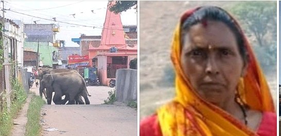रामगढ़ जिला के गोला और चितरपुर प्रखंड में हाथियों ने मचा रखा है आतंक