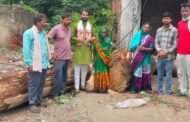 सड़क किनारे सूखे पेड़ों की समस्या का हुआ समाधान, धनंजय कुमार पुटूस की पहल रंग लाई