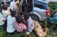 गोला में गौ तस्करों का बड़ा दुस्साहस, अनियंत्रित होकर गड्ढे में घुसी महिंद्रा एक्यूवी, तीन बेजुबान गायें क्रूरतापूर्वक बरामद